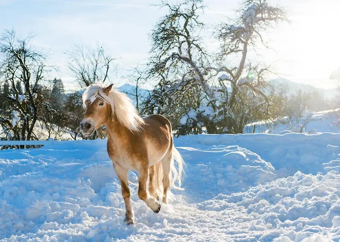 Beim Hochfilzer Superior 4 Sterne Hotel Söll
